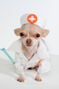 dog-doctor