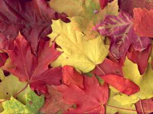 autumn_leaves