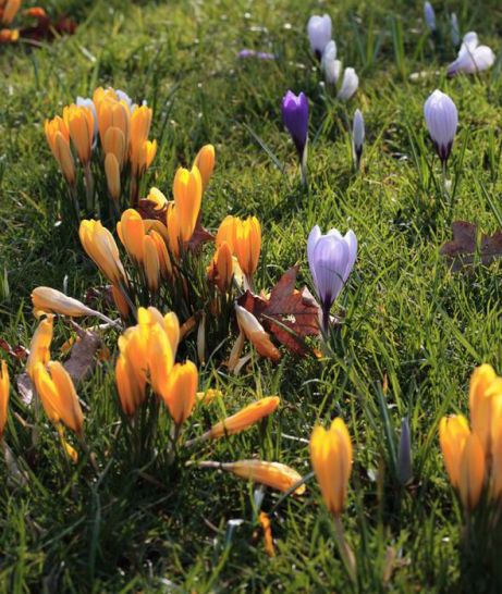 crocus